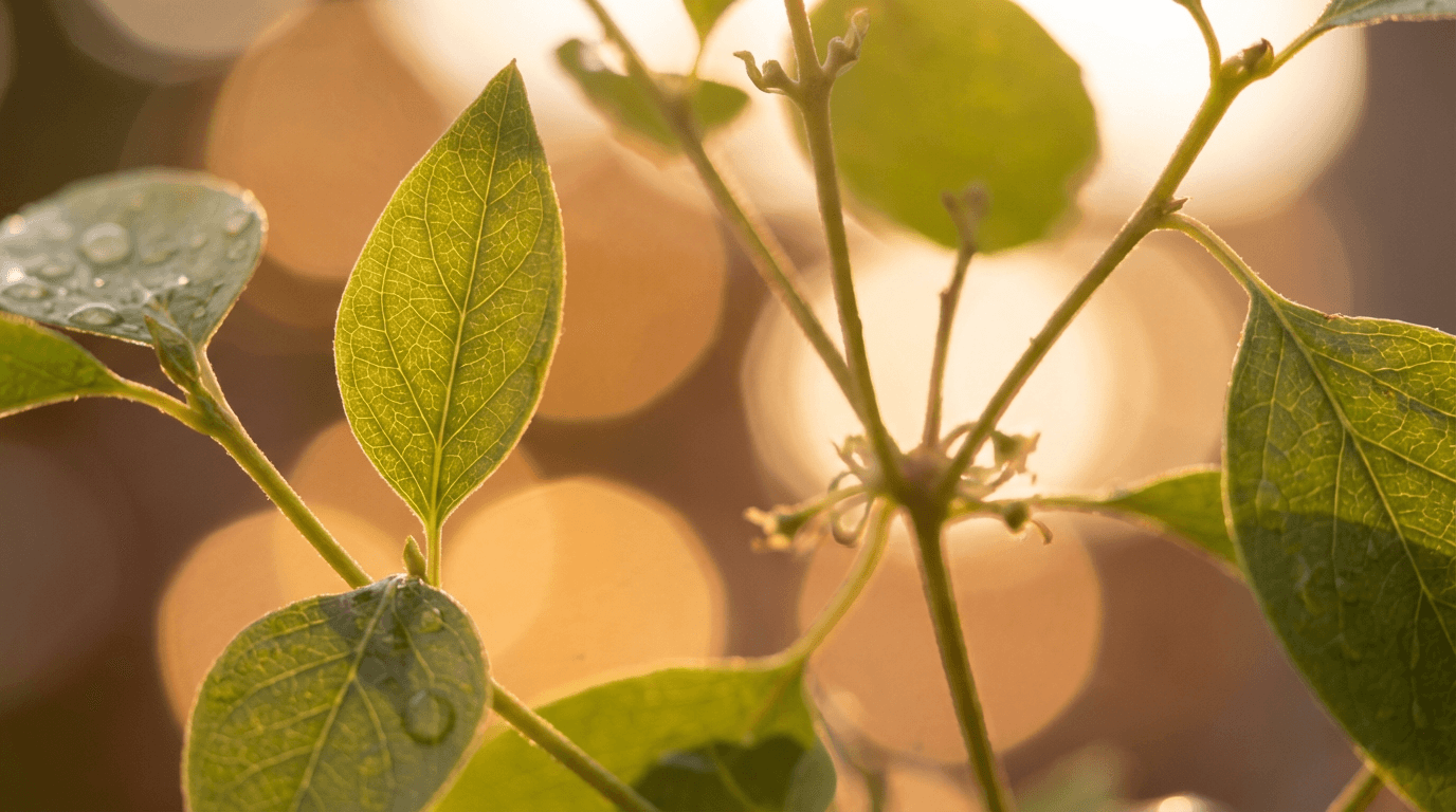 Close-up macro detail of sea moss crystal structure